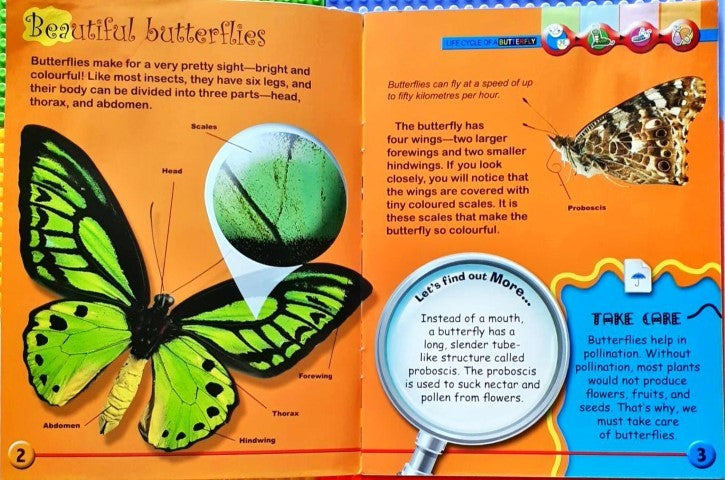 Circle of Life: Life Cycle of a Butterfly