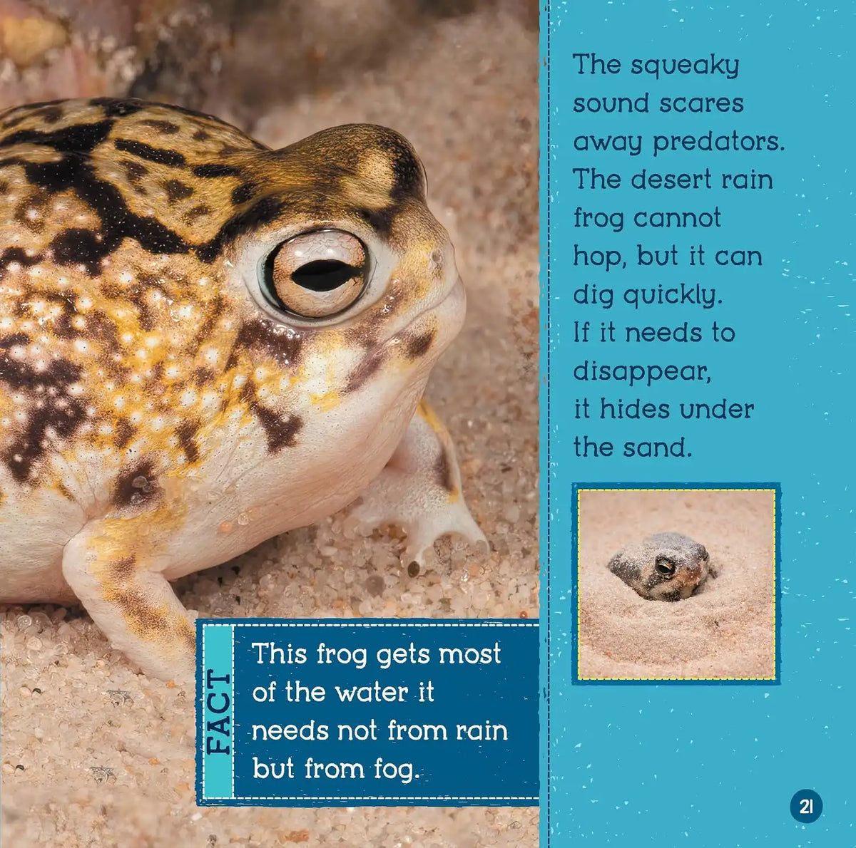 Cutest Animals