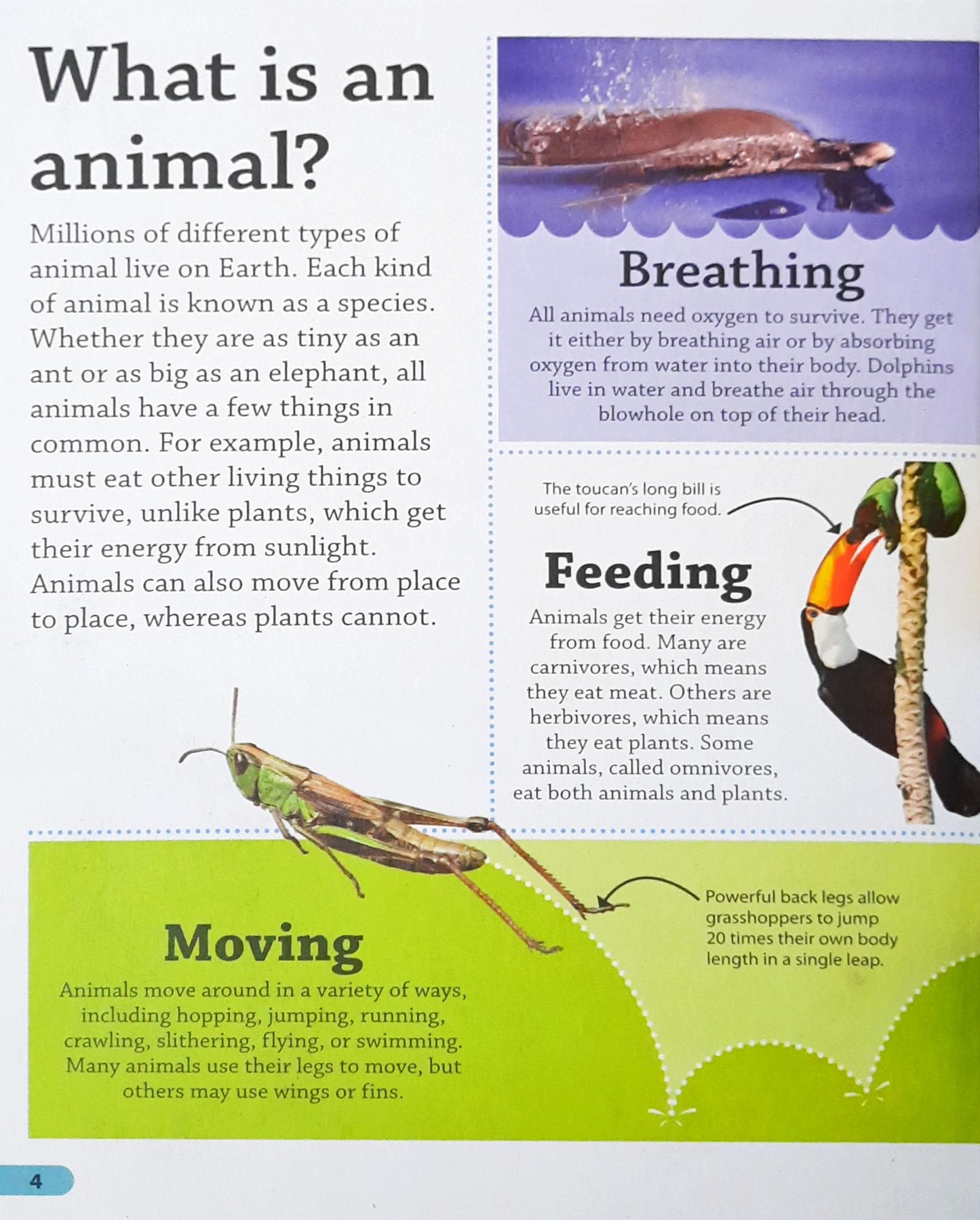 DK Findout Animals