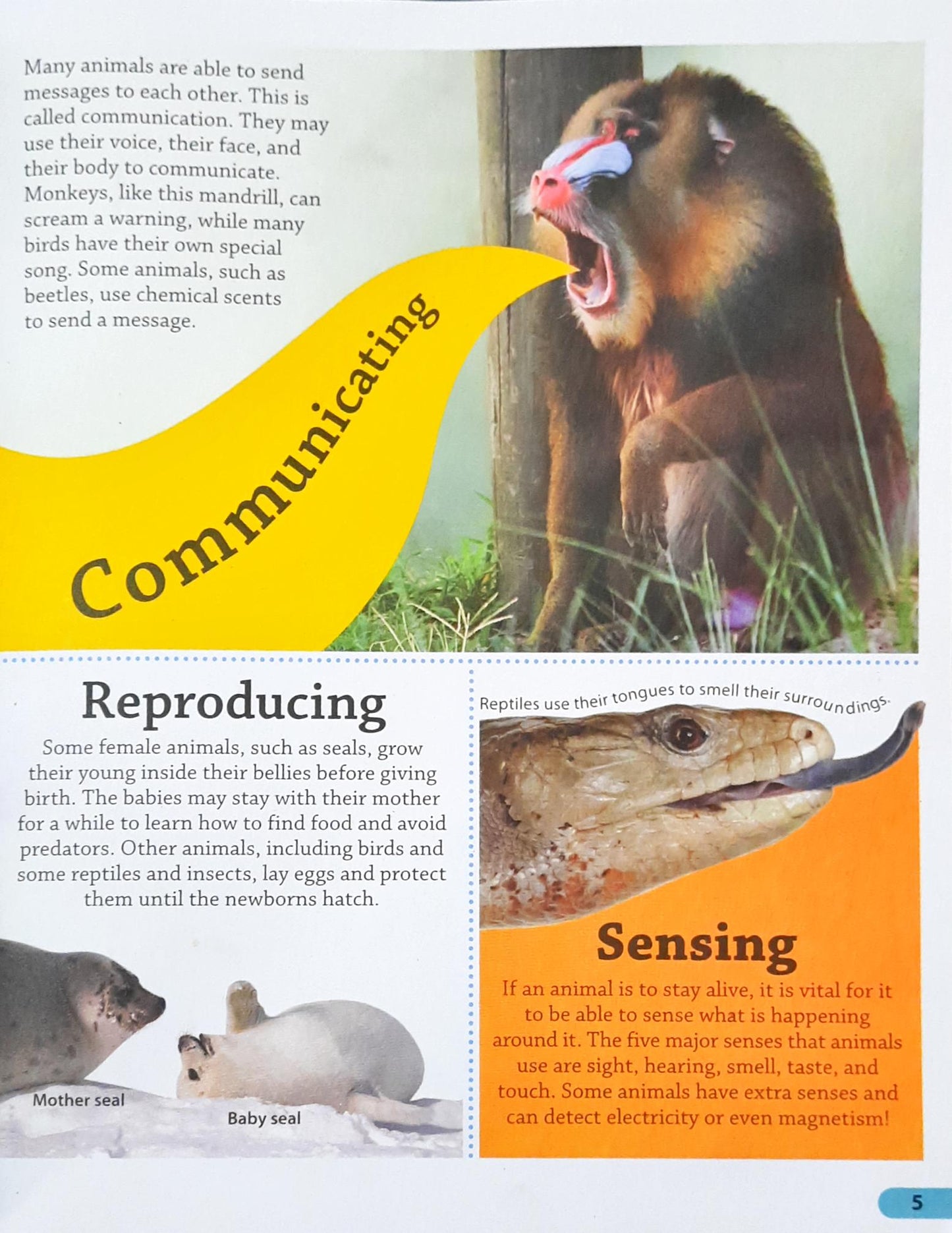 DK Findout Animals