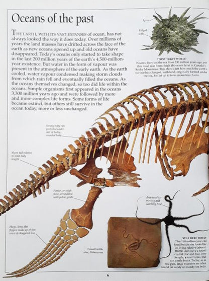 DK Eyewitness Guides Ocean