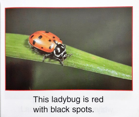 Grub to Ladybug