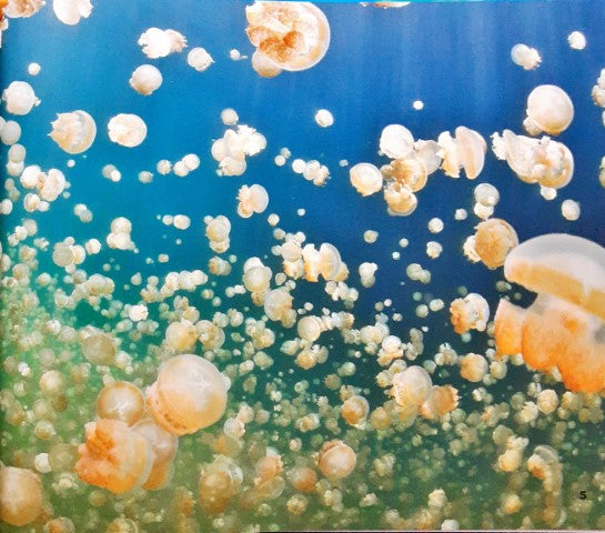 Sea Life Jellyfish