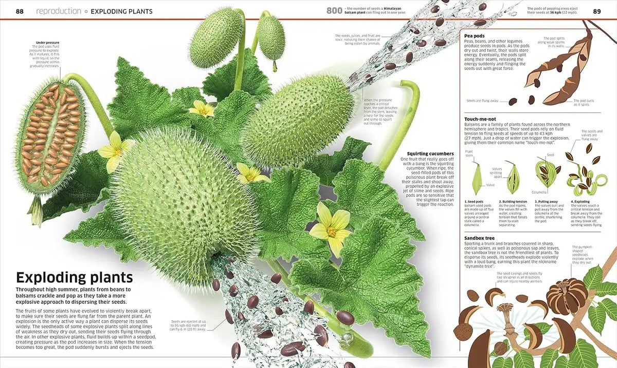 Knowledge Encyclopedia : Plants And Fungi! | Hardcover