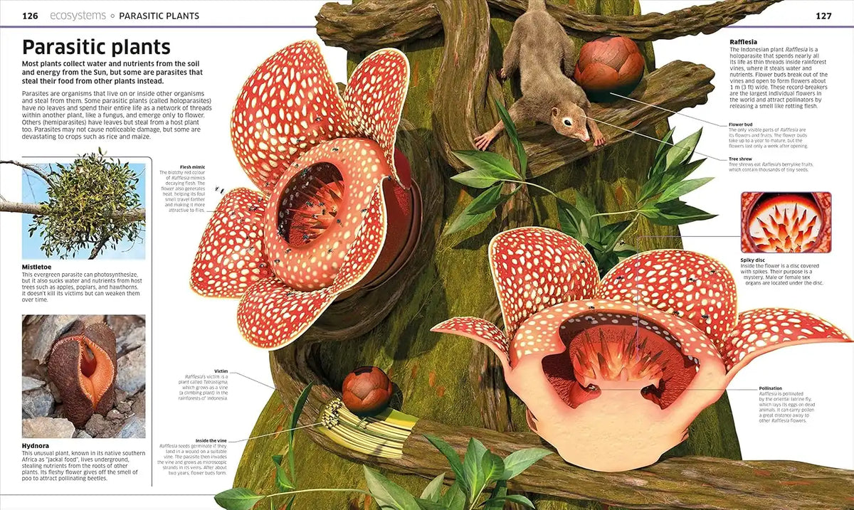 Knowledge Encyclopedia : Plants And Fungi! | Hardcover