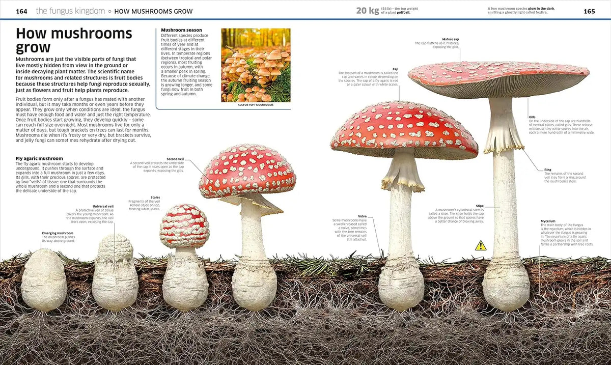 Knowledge Encyclopedia : Plants And Fungi! | Hardcover