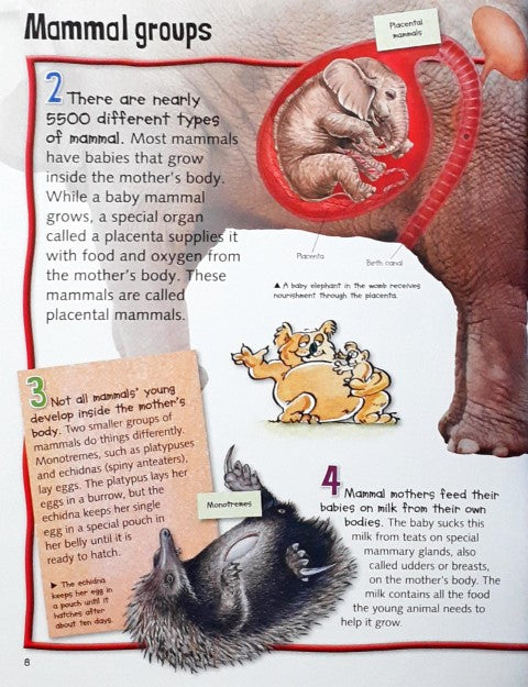 My Junior Encyclopedia Animals Fantastic Facts About The Animal Kingdom