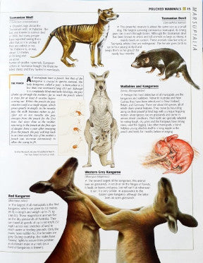 The Illustrated Encyclopedia Of Mammals