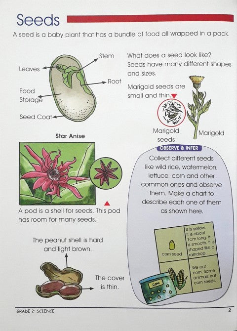 Science Model For Class 2 Smart Scholars Science Grade 2 Fun Filled Activities – Books and You