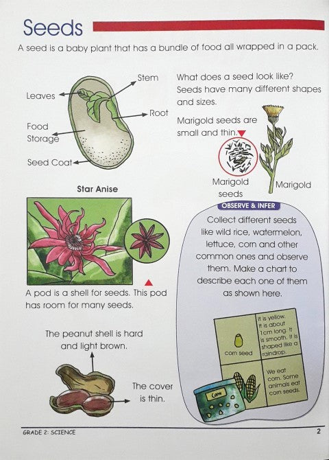 Smart Scholars Science Grade 2 Fun Filled Activities