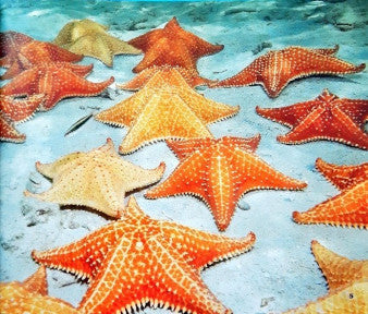 Sea Life Starfish