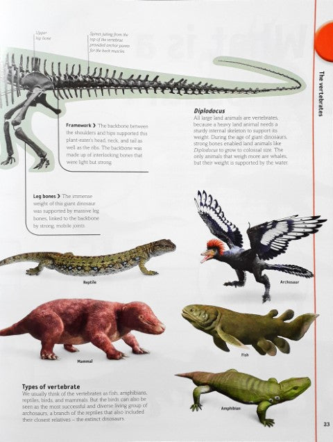 The Dinosaurs Book