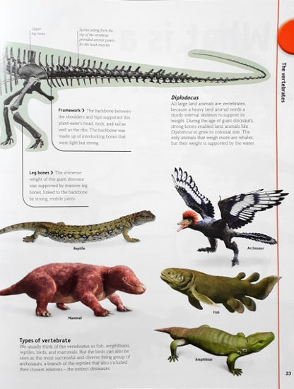 The Dinosaurs Book