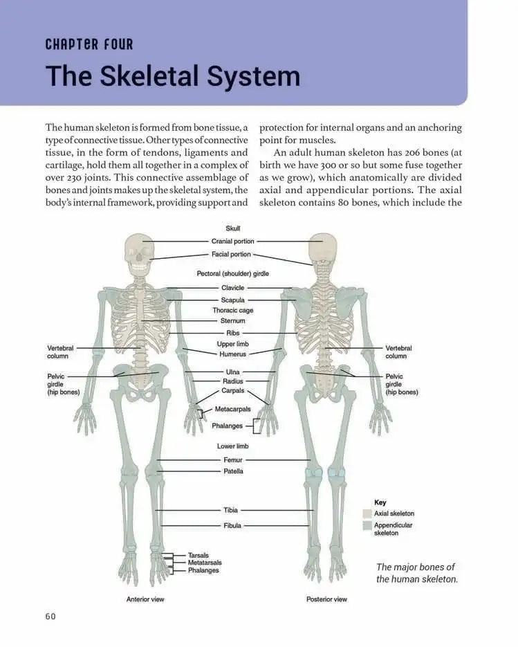 The Human Body | Hardcover