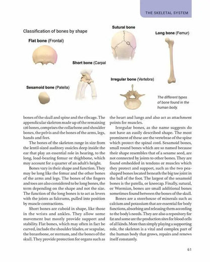 The Human Body | Hardcover