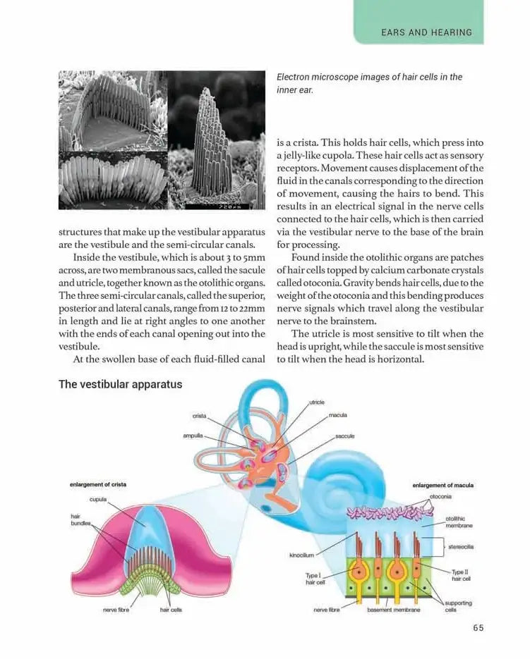 The Human Body | Hardcover