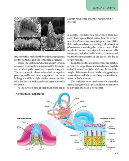 The Human Body | Hardcover