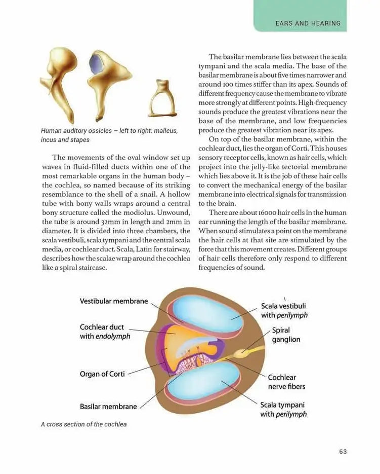 The Human Body | Hardcover