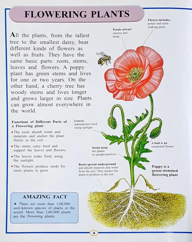 Know About Science The Plant Kingdom (P)