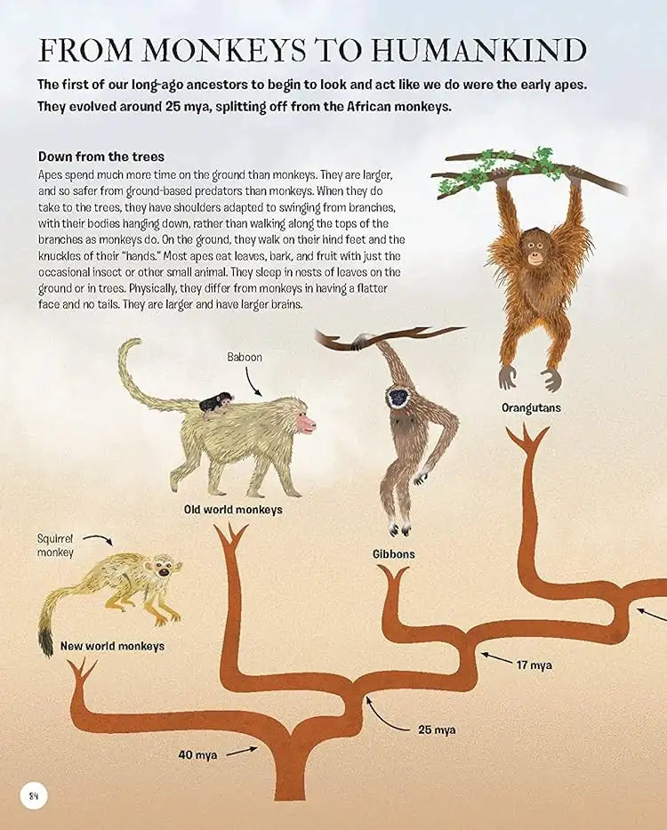 The Story of Humans : From Prehistory to the Present | Hardcover