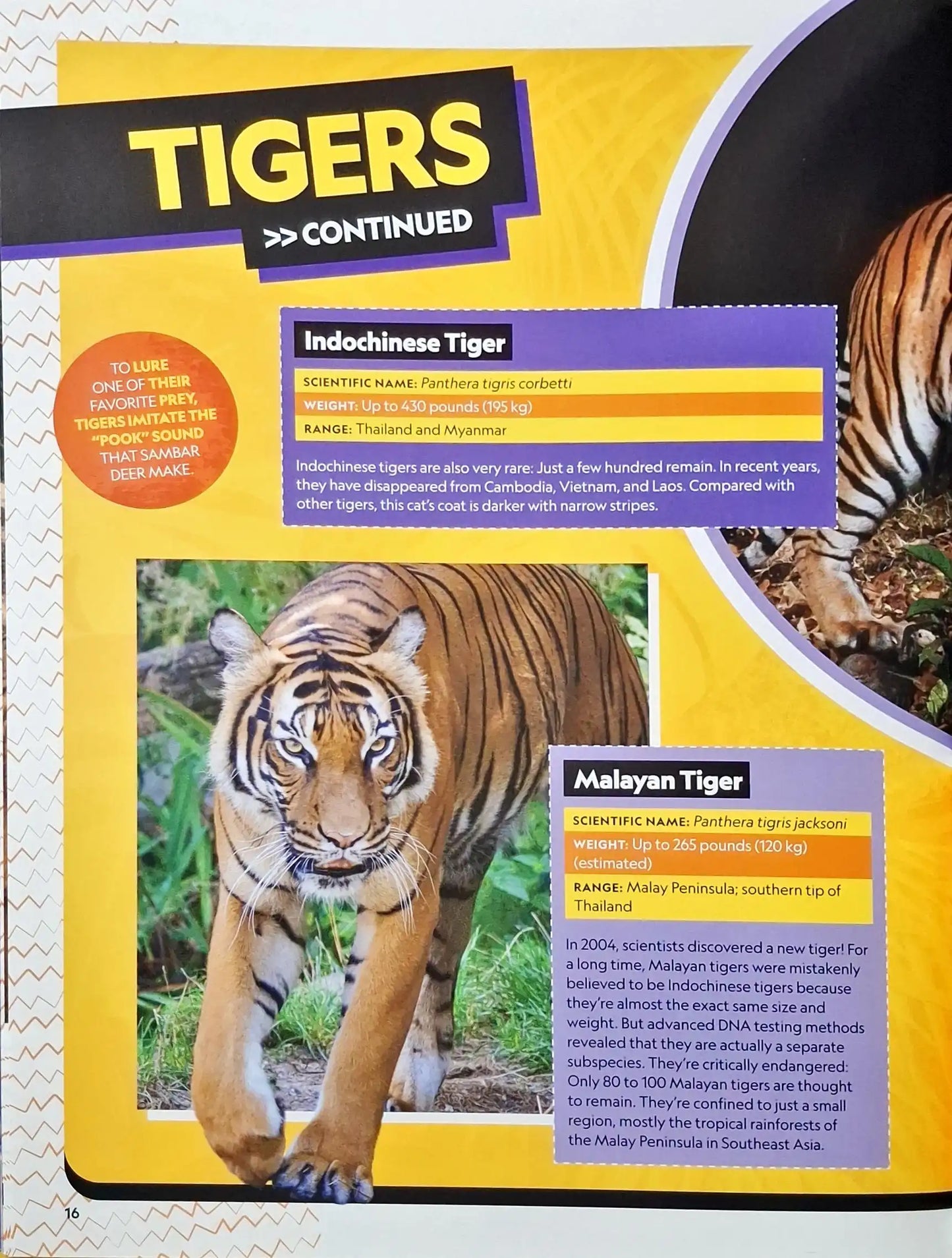 National Geographic Kids : The Ultimate Book of Big Cats