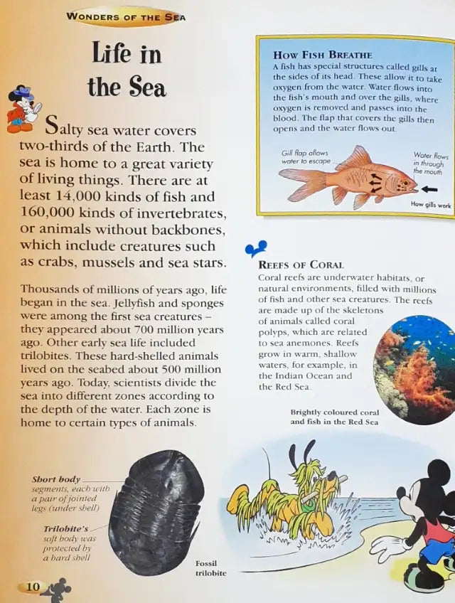 Disney The Wonderful World Of Knowledge Wonders Of The Sea (P)