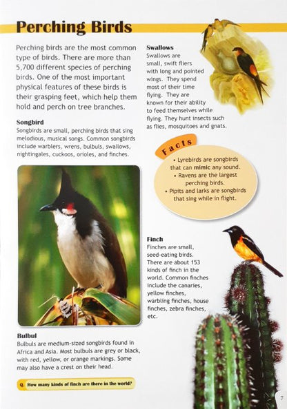 Top Ten Birds - Facts & More