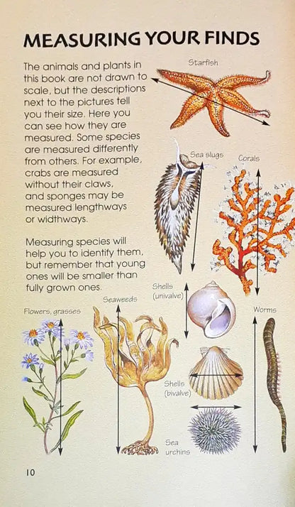 Usborne Spotter's Guides The Seashore