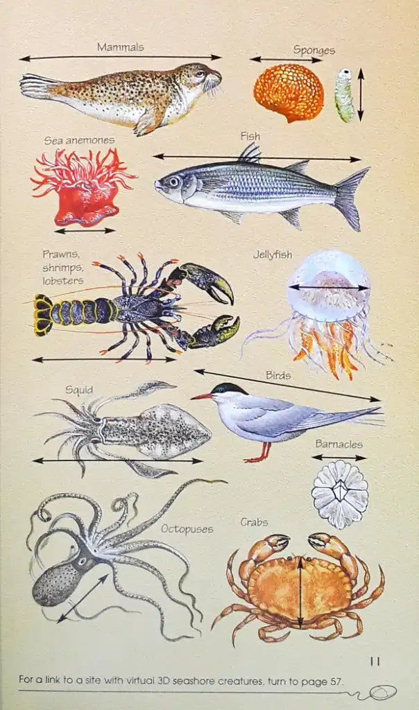 Usborne Spotter's Guides The Seashore