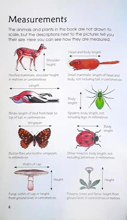 Usborne Spotter's Guides Woodland Life