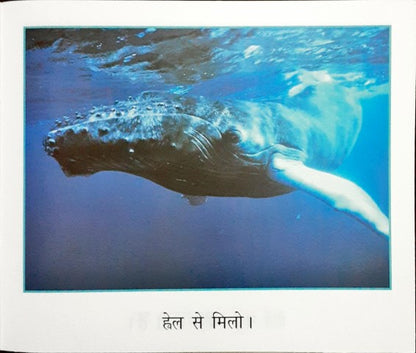 Whale (Hindi)