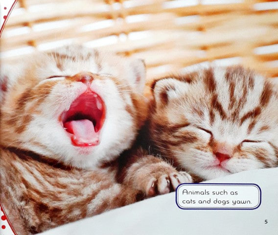 My Silly Body Why Do I Yawn?