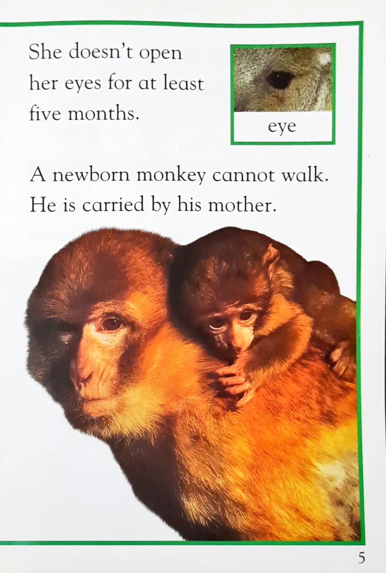 Wild Baby Animals : DK Readers Level 1 (P)