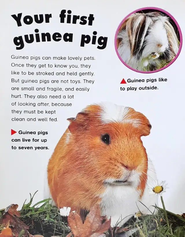 You And Your Pet Guinea Pig (P)