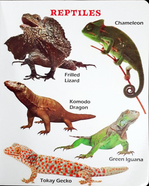 My First Board Book of Insects Amphibians And Reptiles - Wipe & Clean