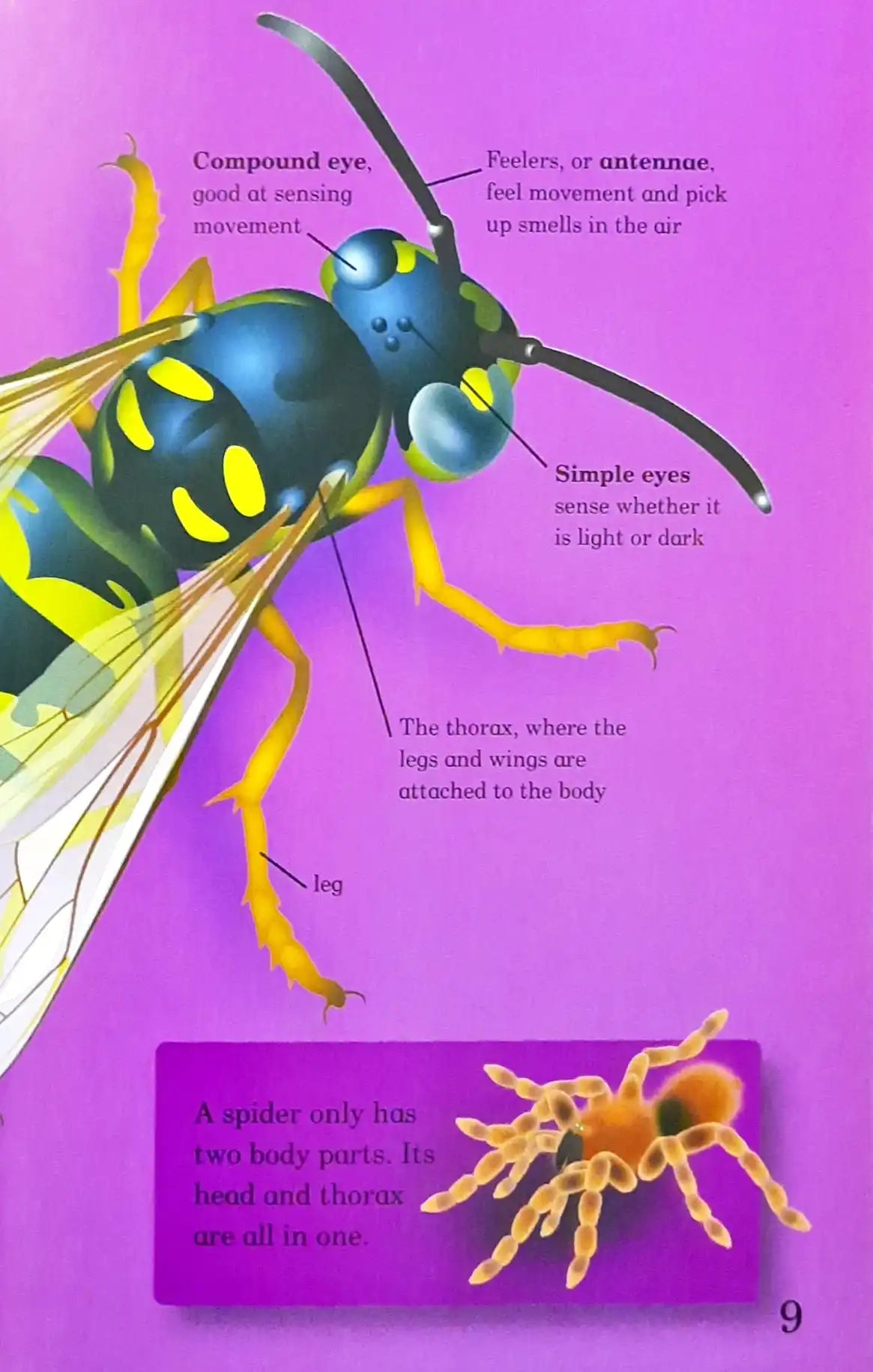 Ladybird Mini : Mad About…Bugs