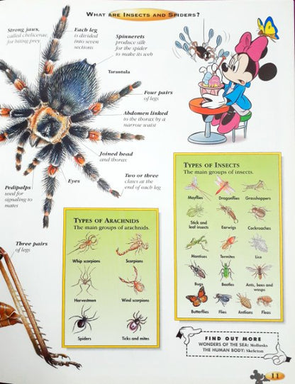 Disney The Wonderful World Of Knowledge Insects And Spiders (P)