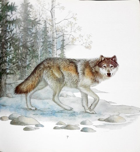 Walk With A Wolf